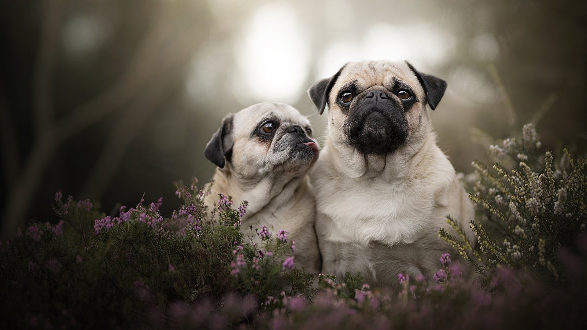 哈利伯顿独舞京城！北京队防线在他面前土崩瓦解，勇士轻取国际友谊赛胜利