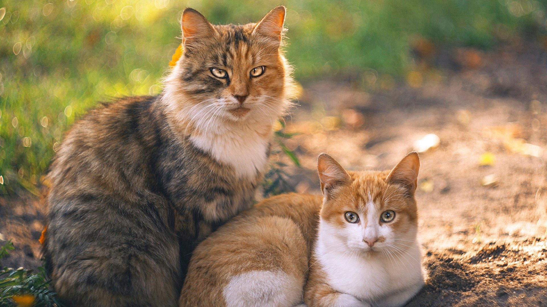东契奇解锁万分里程碑,魔术掀翻太阳凸显联盟新格局